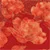 Red Peony