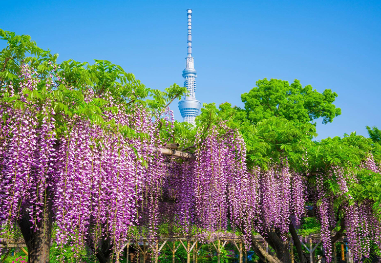 Wisteria at the Kameido Tenjin Jinja shrine